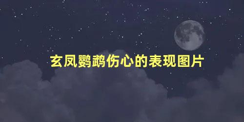 玄凤鹦鹉伤心的表现图片