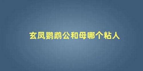 玄凤鹦鹉公和母哪个粘人