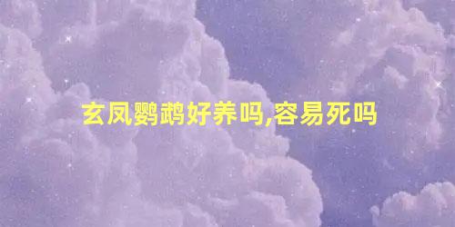 玄凤鹦鹉好养吗,容易死吗