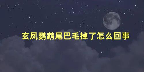 玄凤鹦鹉尾巴毛掉了怎么回事