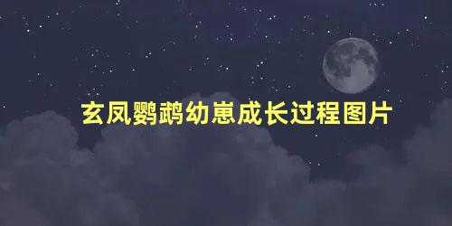 玄凤鹦鹉幼崽成长过程图片