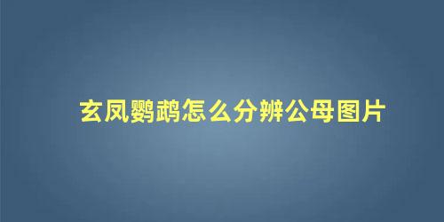 玄凤鹦鹉怎么分辨公母图片