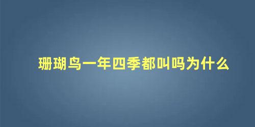 珊瑚鸟一年四季都叫吗为什么