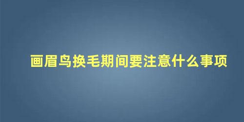 画眉鸟换毛期间要注意什么事项