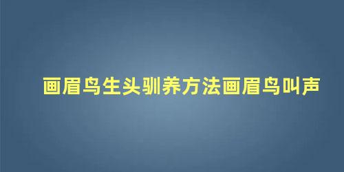 画眉鸟生头驯养方法画眉鸟叫声