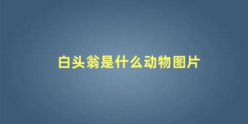 白头翁是什么动物图片