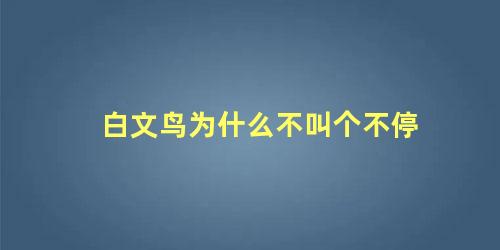 白文鸟为什么不叫个不停