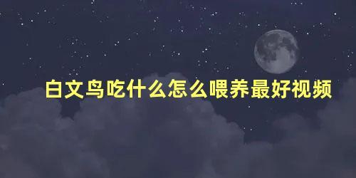 白文鸟吃什么怎么喂养最好视频