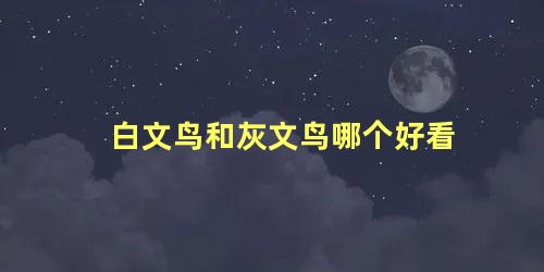 白文鸟和灰文鸟哪个好看