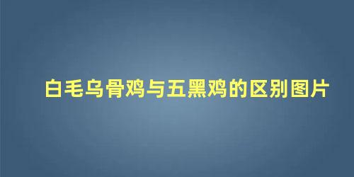 白毛乌骨鸡与五黑鸡的区别图片