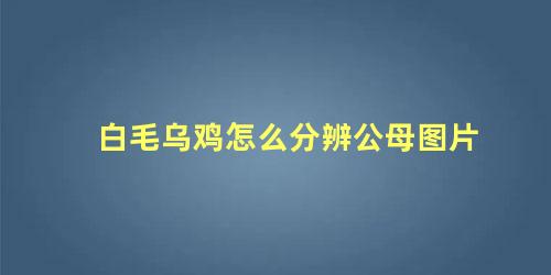 白毛乌鸡怎么分辨公母图片