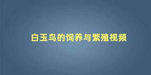 白玉鸟的饲养与繁殖视频