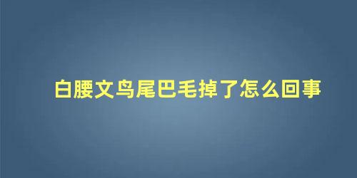 白腰文鸟尾巴毛掉了怎么回事