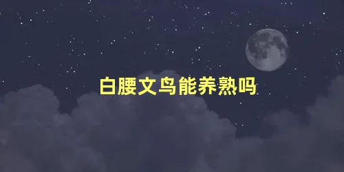 白腰文鸟能养熟吗