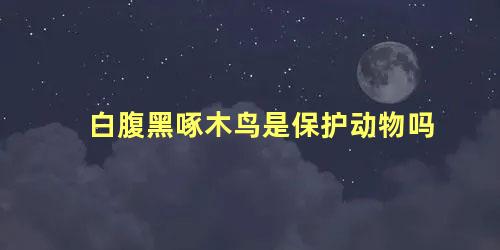 白腹黑啄木鸟是保护动物吗