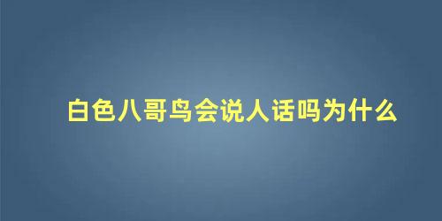 白色八哥鸟会说人话吗为什么