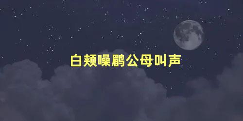 白颊噪鹛公母叫声