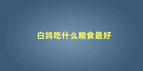 白鸽吃什么粮食最好