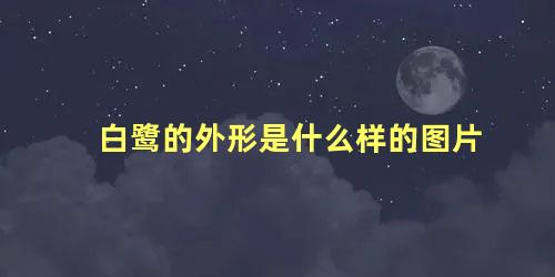 白鹭的外形是什么样的图片