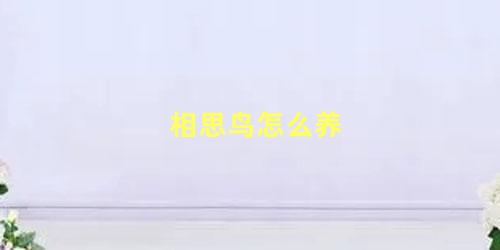 相思鸟怎么养