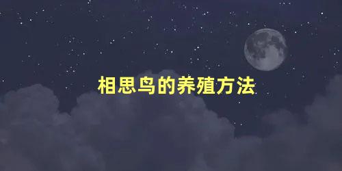 相思鸟的养殖方法