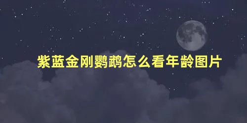 紫蓝金刚鹦鹉怎么看年龄图片