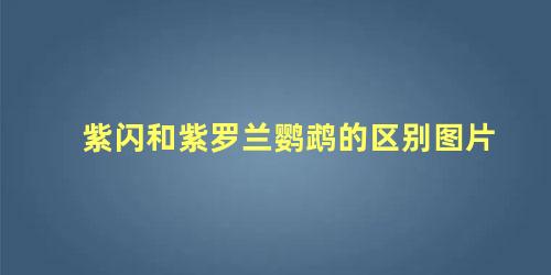 紫闪和紫罗兰鹦鹉的区别图片