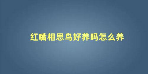 红嘴相思鸟好养吗怎么养