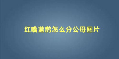 红嘴蓝鹊怎么分公母图片