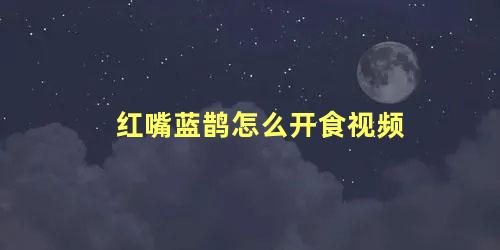 红嘴蓝鹊怎么开食视频