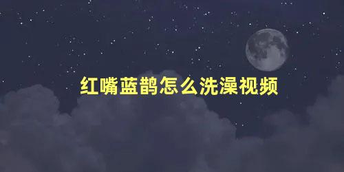 红嘴蓝鹊怎么洗澡视频