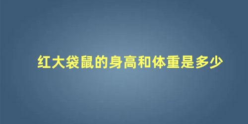 红大袋鼠的身高和体重是多少