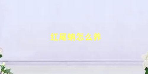 红尾蚺怎么养