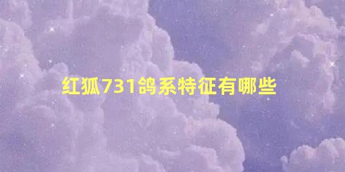 红狐731鸽系特征有哪些