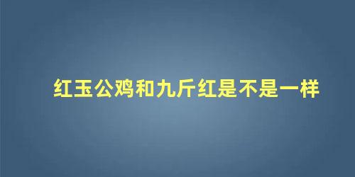 红玉公鸡和九斤红是不是一样