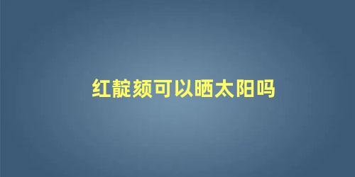 红靛颏可以晒太阳吗