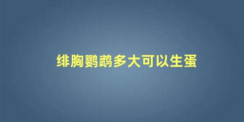 绯胸鹦鹉多大可以生蛋