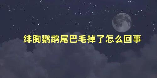 绯胸鹦鹉尾巴毛掉了怎么回事