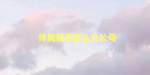 绯胸鹦鹉怎么分公母