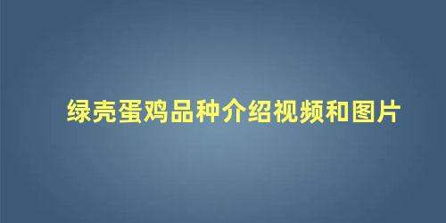 绿壳蛋鸡品种介绍视频和图片