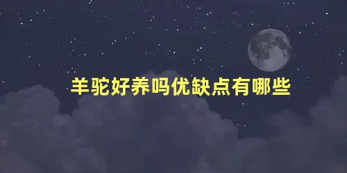 羊驼好养吗优缺点有哪些