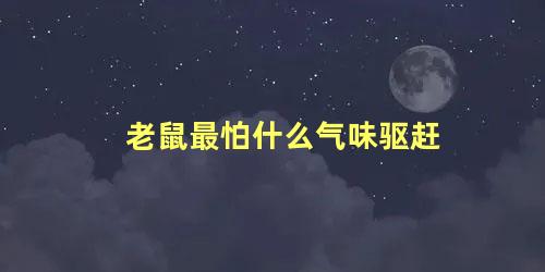 老鼠最怕什么气味驱赶