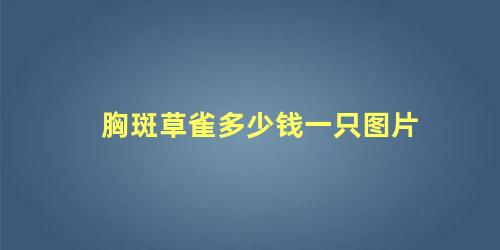 胸斑草雀多少钱一只图片