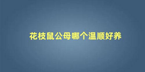 花枝鼠公母哪个温顺好养