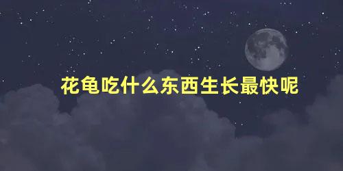 花龟吃什么东西生长最快呢