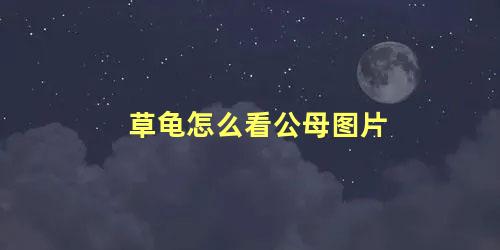 草龟怎么看公母图片