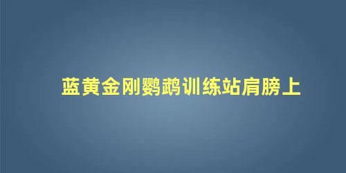 蓝黄金刚鹦鹉训练站肩膀上