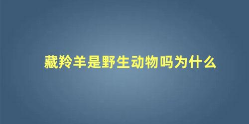 藏羚羊是野生动物吗为什么