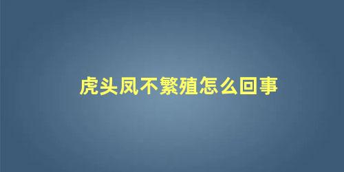 虎头凤不繁殖怎么回事