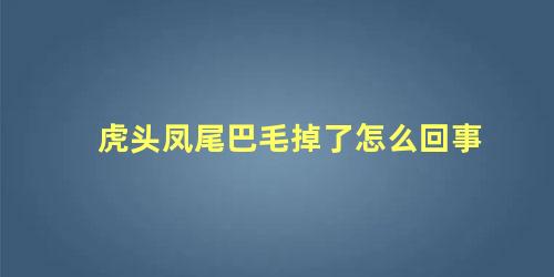 虎头凤尾巴毛掉了怎么回事